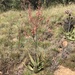Transvaal Aloe - Photo (c) Trystan Nadasen, all rights reserved, uploaded by Trystan Nadasen
