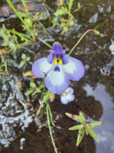 Lindernia brachyphylla