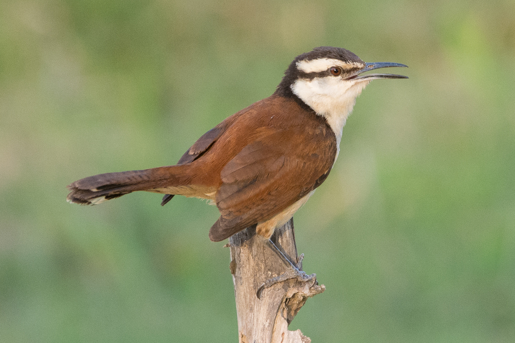 Giant Wren photo