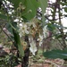 Karpatiosorbus latifolia - Photo (c) forb, todos los derechos reservados, subido por forb