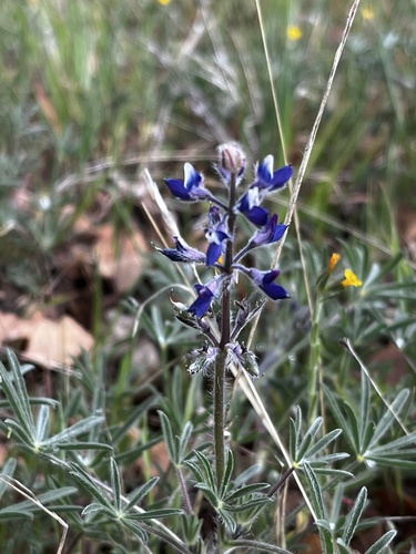 iNaturalist observation photo of Miniature Lupine