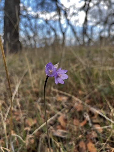 iNaturalist observation photo of blue dicks