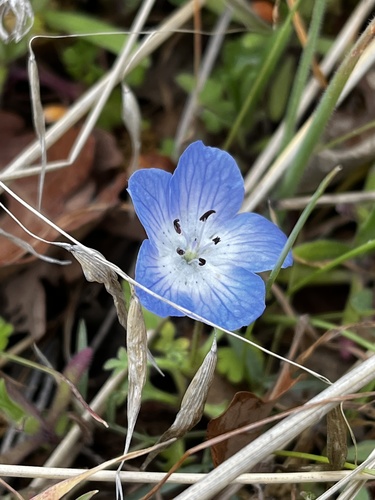 iNaturalist observation photo of Menzies' baby blue eyes
