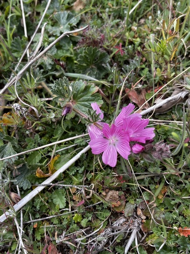 iNaturalist observation photo of checkerbloom