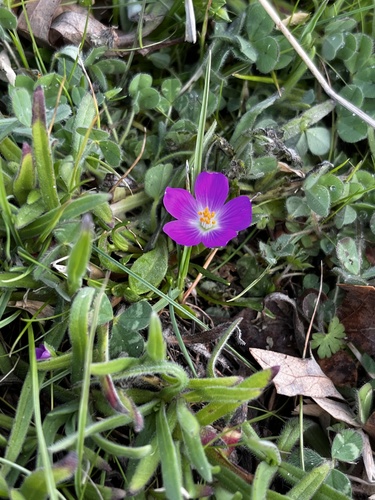 iNaturalist observation photo of redmaids
