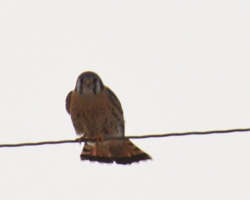 American Kestrel