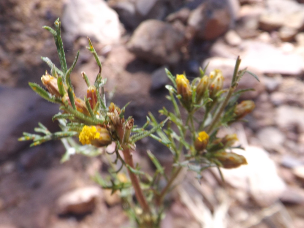 Fetid marigold from Parque metropolitano Tres presas, Chihuahua on ...