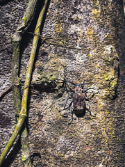 Image of Polyrhaphis belti