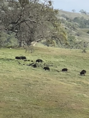 iNaturalist observation photo of Wild Boar