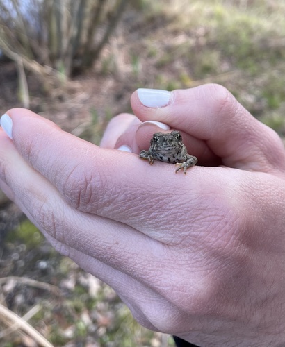 iNaturalist observation photo of Western Toad