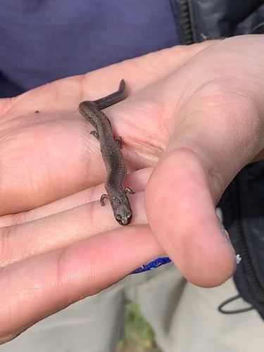 iNaturalist observation photo of California Slender Salamander