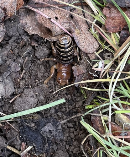 iNaturalist observation photo of North American Jerusalem Crickets