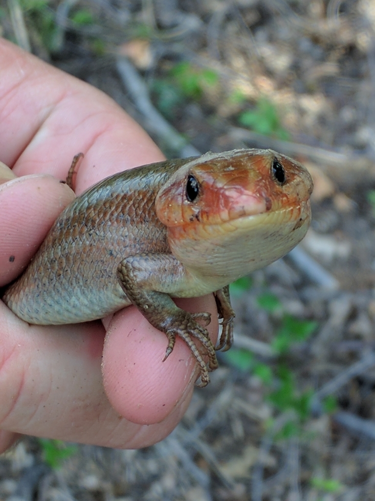 Broad-headed Skink from 3274 LA-133, Columbia, LA 71418, USA on May 18 ...