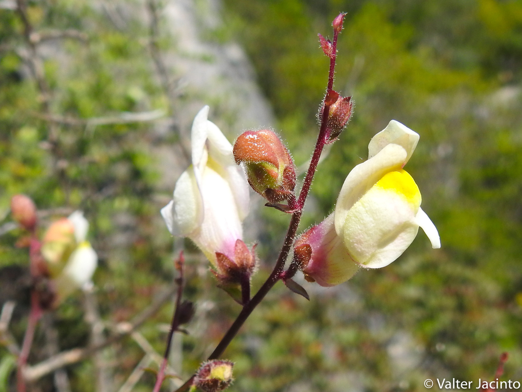 Snapdragons (Genus Antirrhinum) · iNaturalist