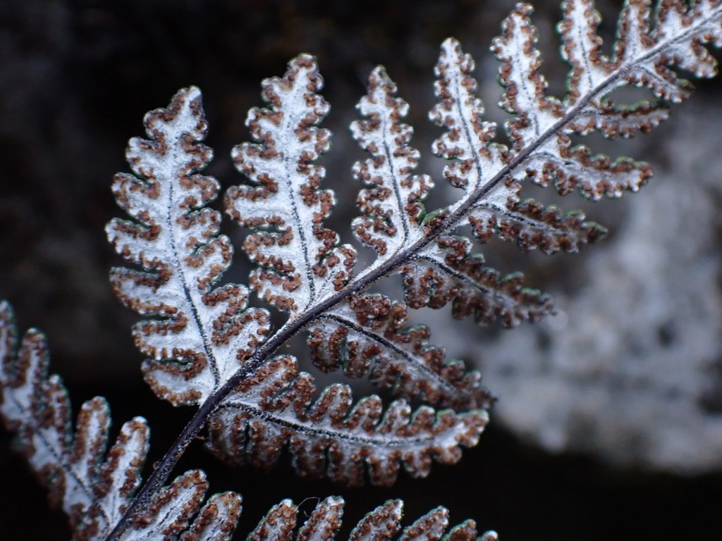 Aleuritopteris formosana (Aleuritopteris formosana)