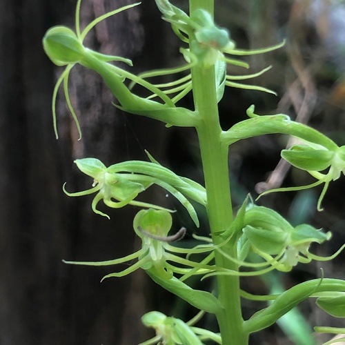 Habenaria amoena