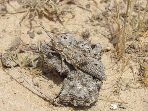 Paracinipe foreli