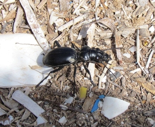 Anthia venator