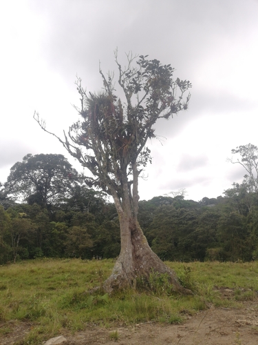 Huilaea