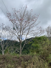 Tabebuia rosea image