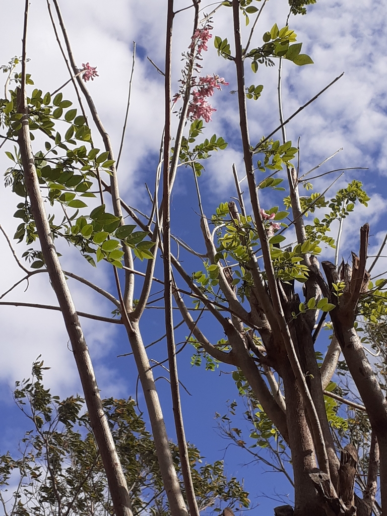 Fence Post Tree from Las Pilas I on March 13, 2022 at 09:27 PM by ...