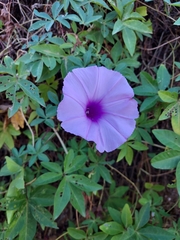 Ipomoea cairica image