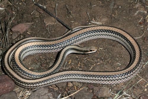 Big Bend Patch-nosed Snake