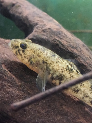 Afurcagobius suppositus