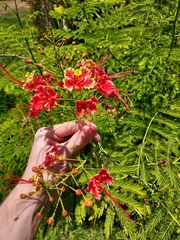 Caesalpinia pulcherrima image