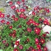 Saxifraga × arendsii - Photo (c) loonwi, todos los derechos reservados