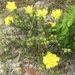 Opuntia drummondii - Photo (c) Amber Rhodes, όλα τα δικαιώματα διατηρούνται, uploaded by Amber Rhodes