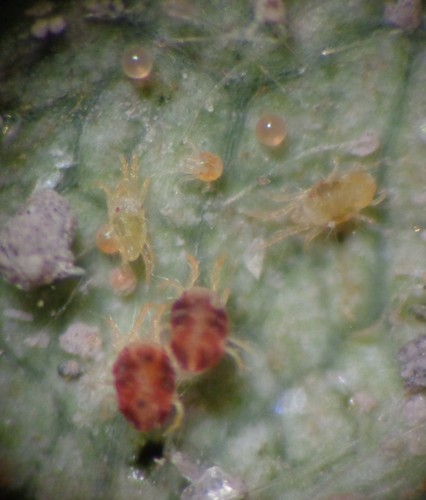Twospotted Spider Mite