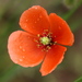 Poppies - Photo (c) Jay L. Keller, all rights reserved