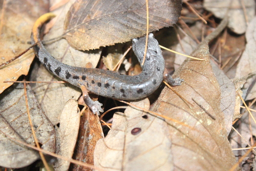 Conant's False Brook Salamander