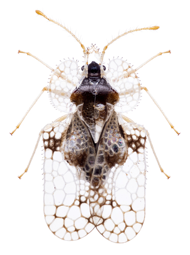 oak lace bug