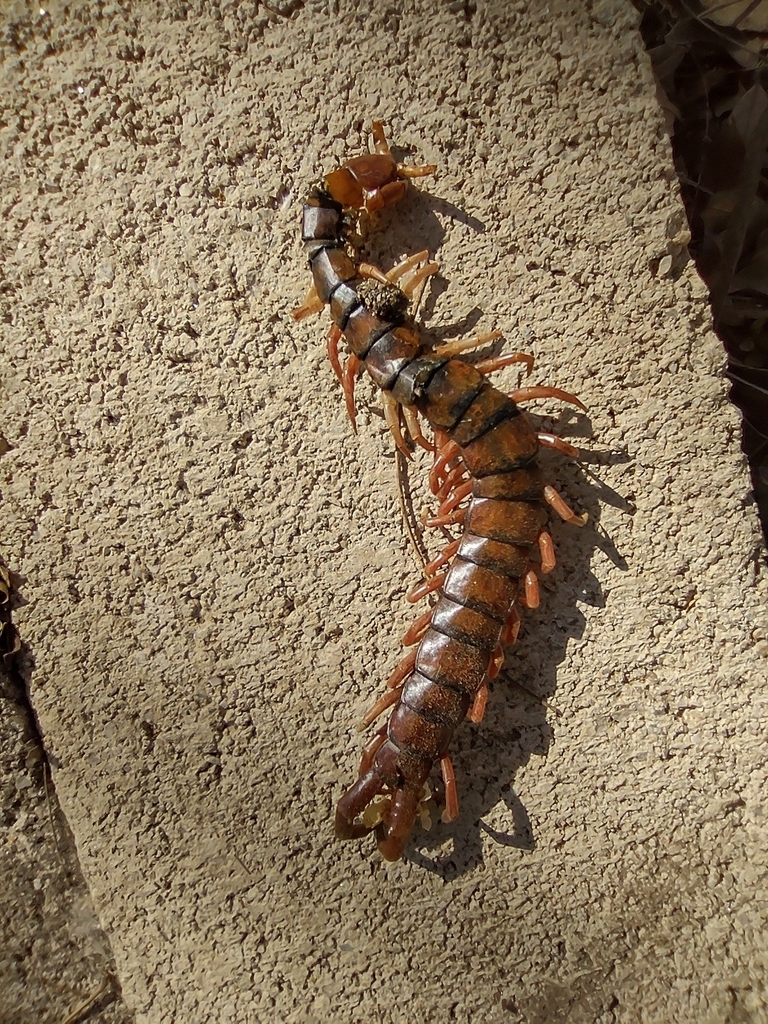 Red-headed Centipede From Santa María Huatulco, Oax., México On March 