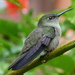 Sombre Hummingbird - Photo (c) Sandro Von Matter, all rights reserved, uploaded by Sandro Von Matter