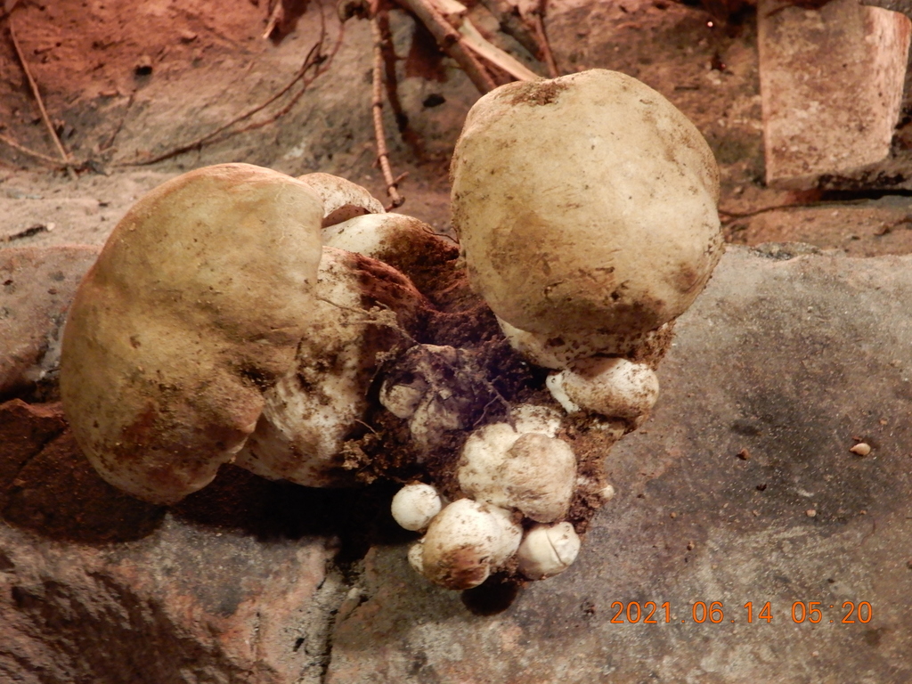 Spring King Bolete from Deschutes County, OR, USA on June 14, 2021 at