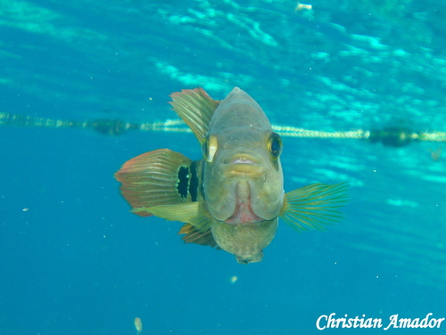 Mayan Cichlid