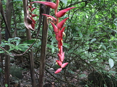 Heliconia ramonensis image