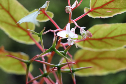 Begonia heydei