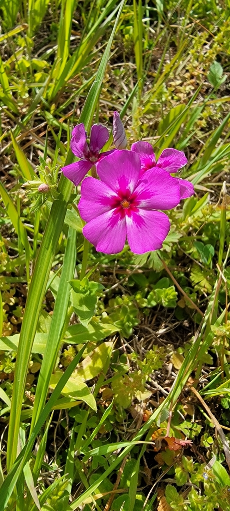 drummond-s-phlox-from-washington-tx-77880-usa-on-march-14-2022-at-10