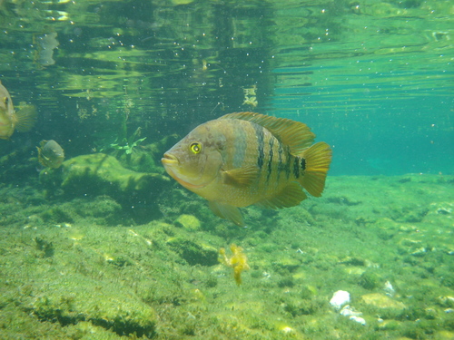 Mayan Cichlid