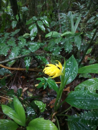 Coccineorchis standleyi