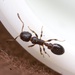 Texas Acorn Ant - Photo (c) Aaron Stoll, all rights reserved, uploaded by Aaron Stoll