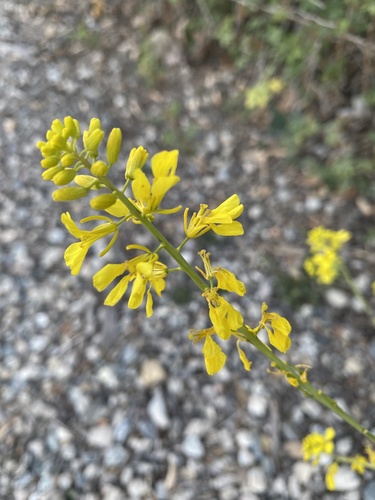 iNaturalist observation photo of Black Mustard