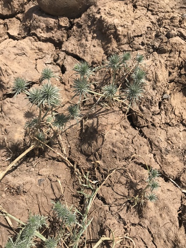 iNaturalist observation photo of Great Valley Coyote-thistle