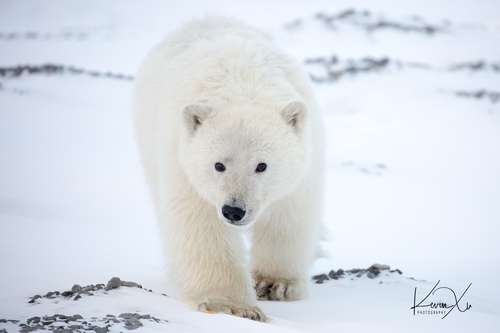 Polar Bear