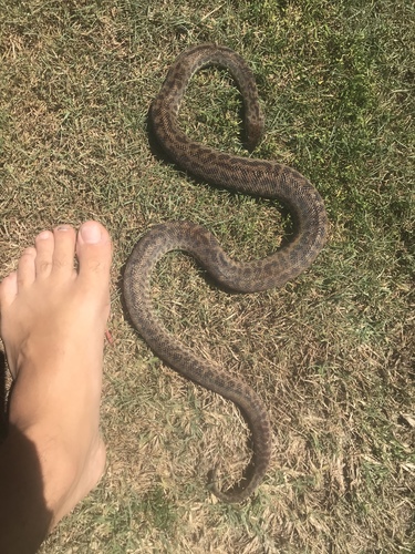 Spotted Python sighting