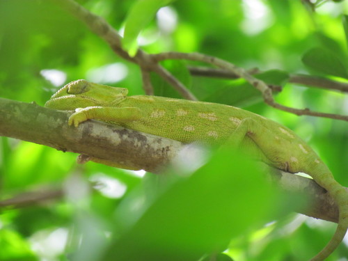 Chamaeleo chamaeleon chamaeleon
